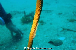 I was just trying out underwater photography when I came ... by Sophia Montemayor 